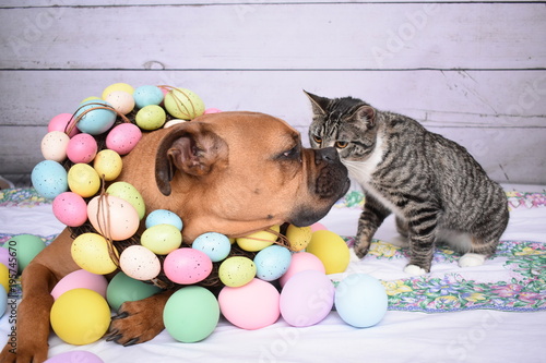 Easter portrait of a boxer dog and a tabby cat