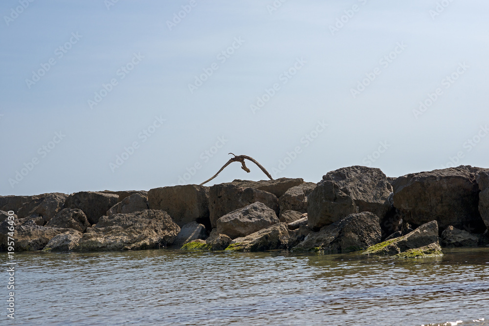 Fototapeta premium Decorative drift timber on harbor mooring