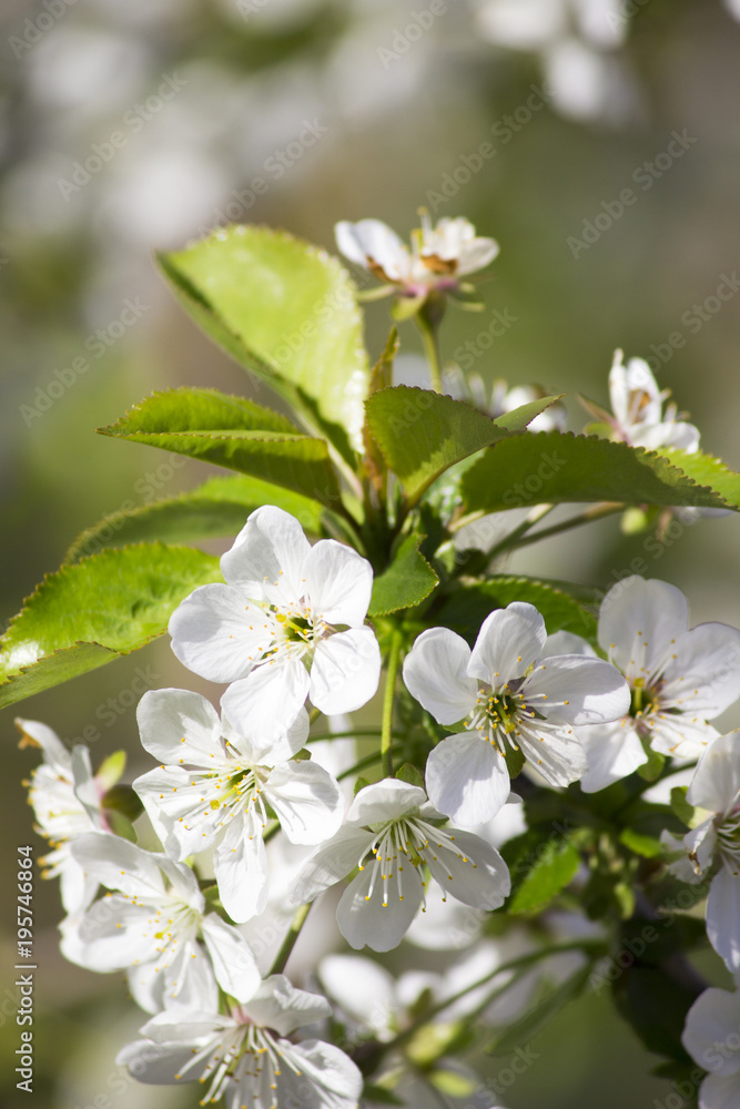 Obraz premium Cherry blossoms. Blooming cherry branch, spring scent