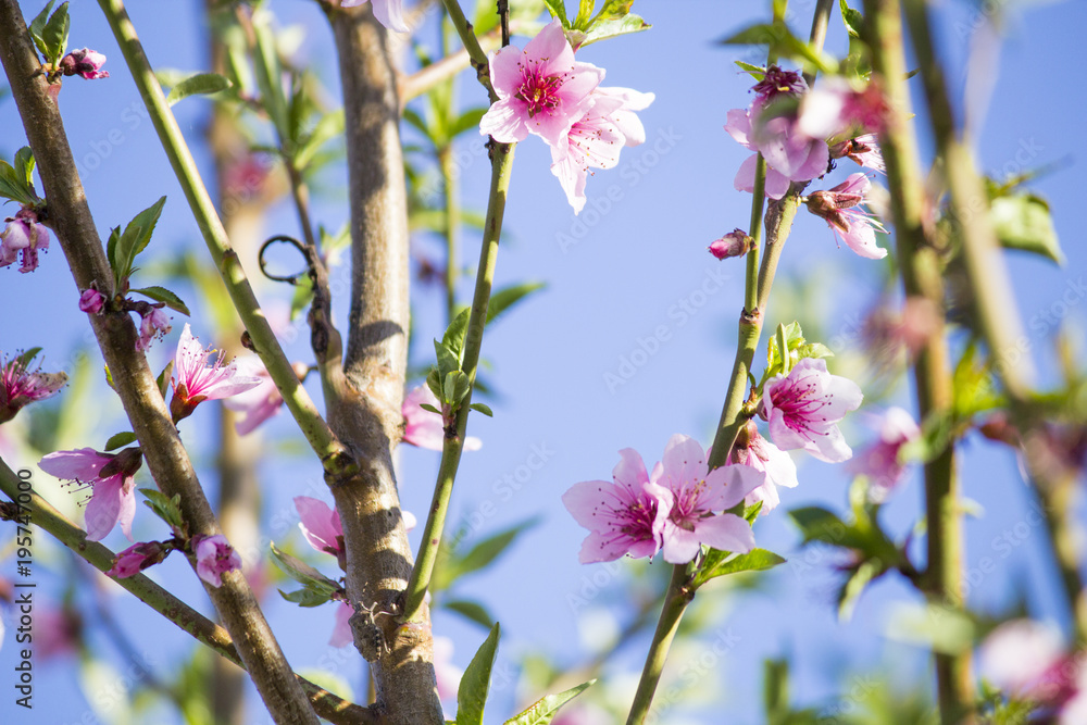 Flowering peach tree. Flowering branches. Peach bloom