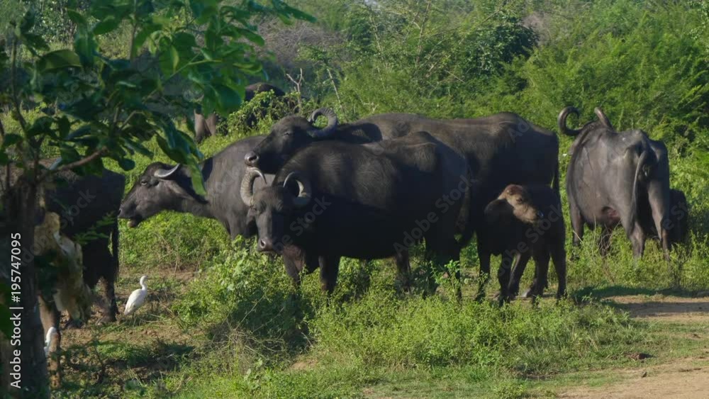 Asian female buffalo grazing with calf Asian female buffalo grazing with calf