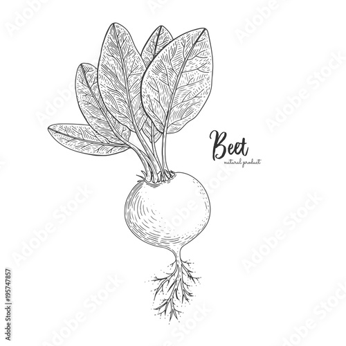Beet hand drawn vector illustration. Isolated vegetable engraved style object. Detailed vegetarian food drawing. Farm market product. Great for menu, street festival, farmers market