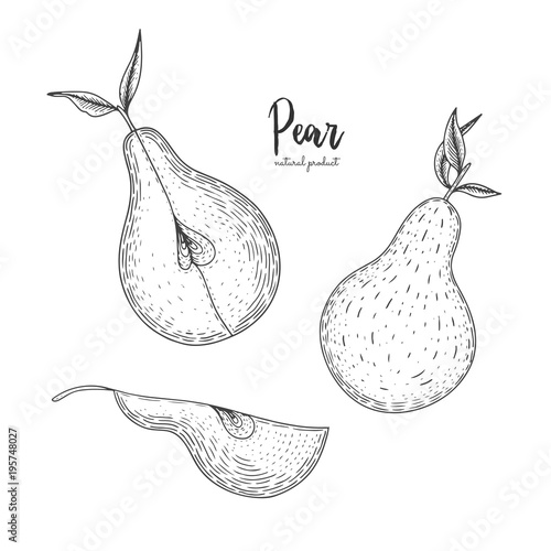 Fruit illustration with pear in the style of engraving. Detailed vegetarian food. Hand drawn elements for menu, greeting cards, wrapping paper, cosmetics packaging, labels, tags, posters etc.