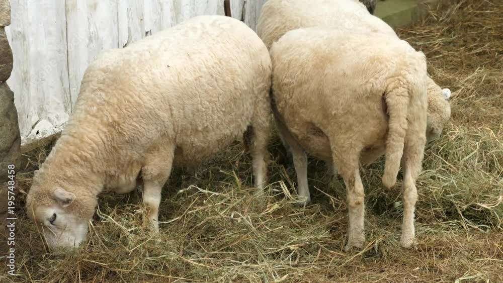 Goats graze in a beautiful farm house and barn Goats graze in a beautiful farm house and barn