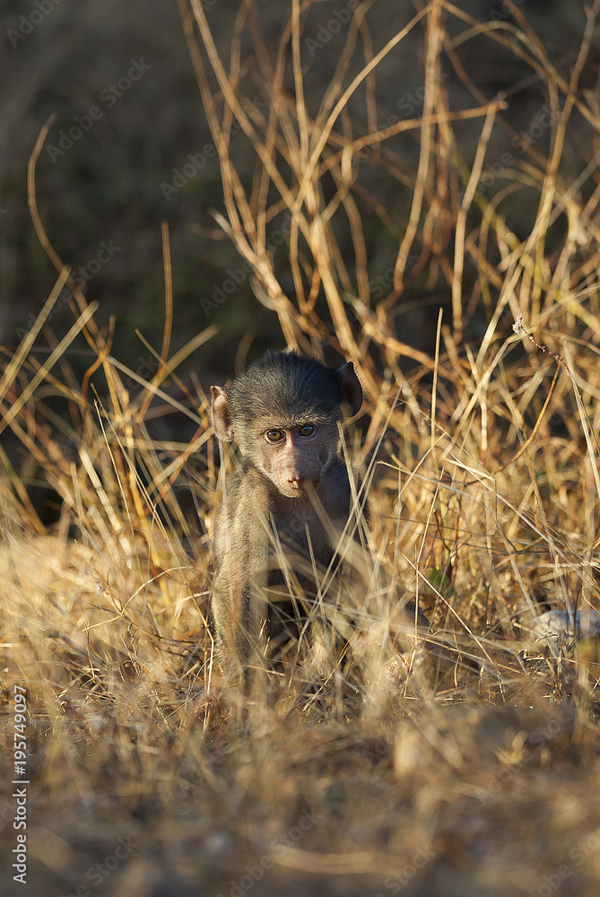 Baby Baboon , Africa Baby Baboon , Africa
