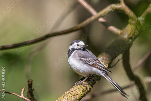 White wagtail sitting on a branch and looking backwards