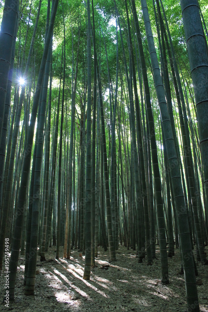 Fototapeta premium bamboo and the sun