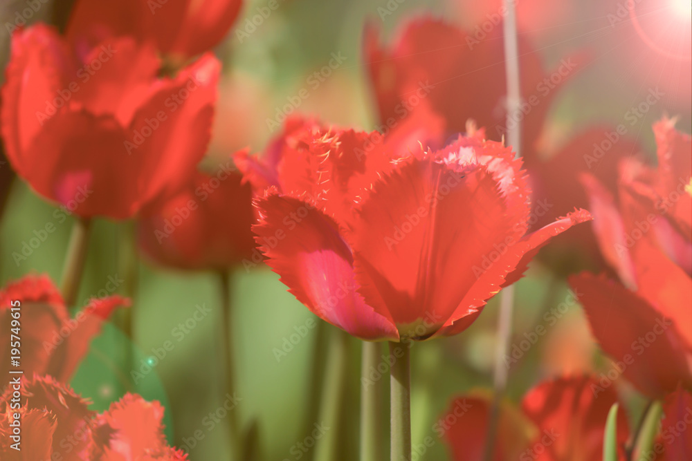 Fototapeta premium Red beautiful tulips field in spring time with sunlight, floral background