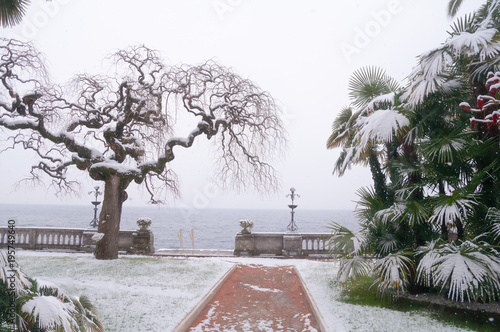 Albero con i rami ricci e ondulati sotto la neve sul lago di Garda