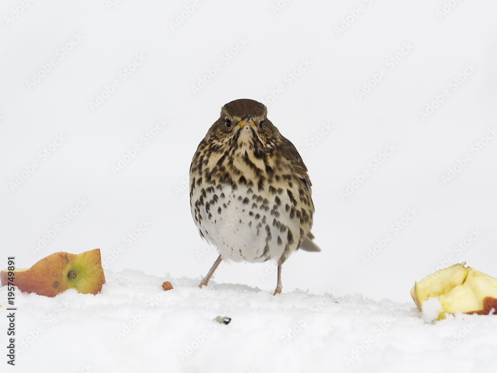 Fototapeta premium Song thrush, Turdus philomelos