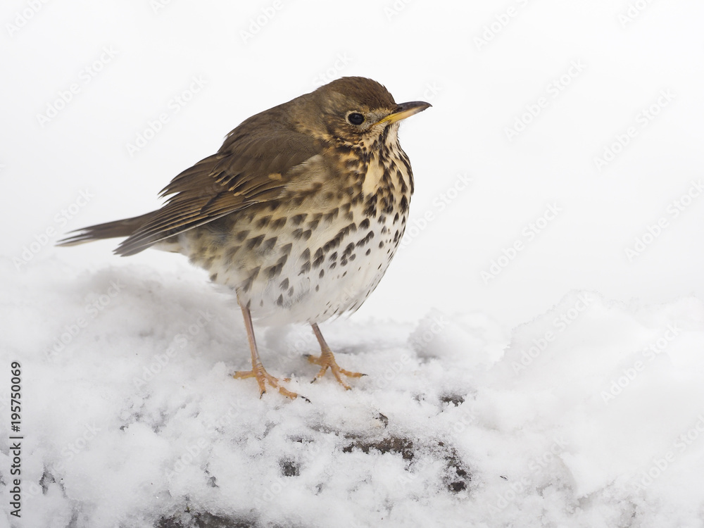 Song thrush, Turdus philomelos Song thrush, Turdus philomelos