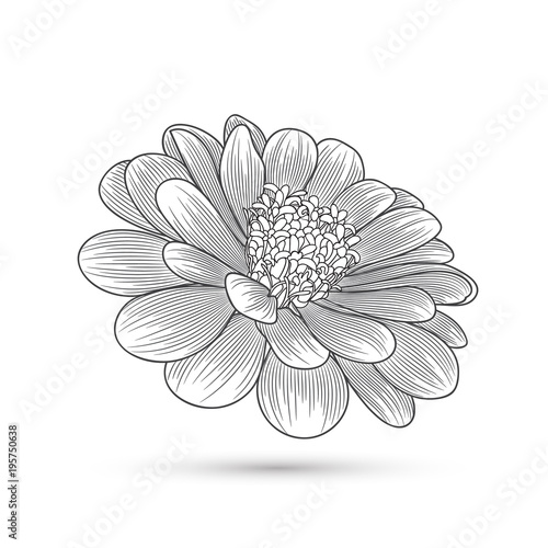 Fototapeta Naklejka Na Ścianę i Meble -  Abstract hand-drawn  flower zinnia. Element for design