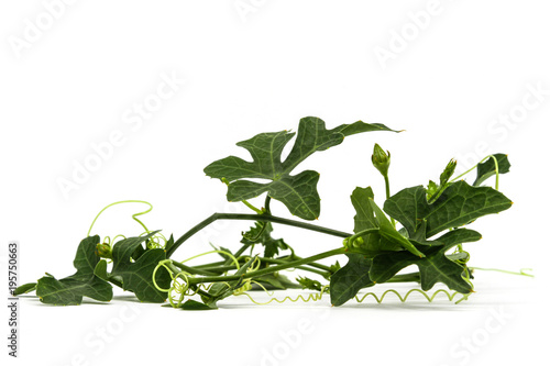 Coccinia grandis (L.) Voigt leaves on white background  photo