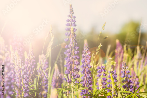 Blooming lupine flowers with sunlight on plants. Warm soft colors, blurred background. © Elenglush