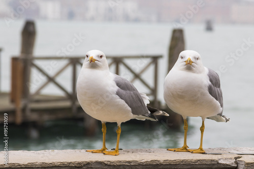 Two beauty seagulls on the seafront in Venice