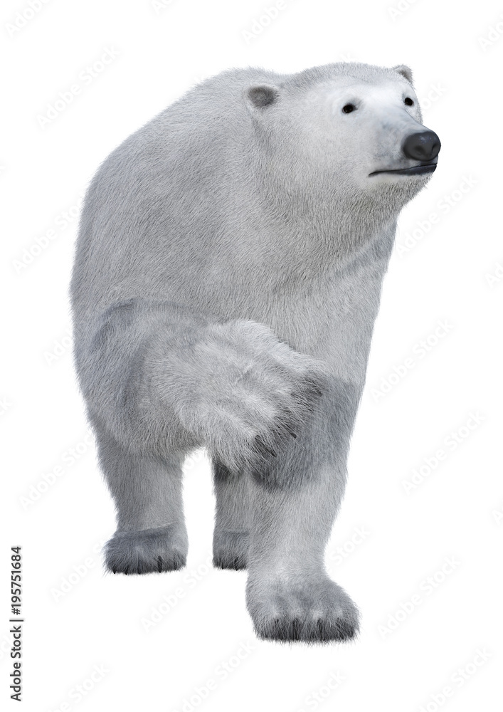 3D Rendering Polar Bear on White 3D Rendering Polar Bear on White