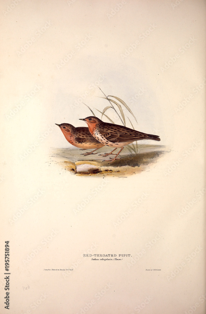 Obraz premium Illustration of a bird