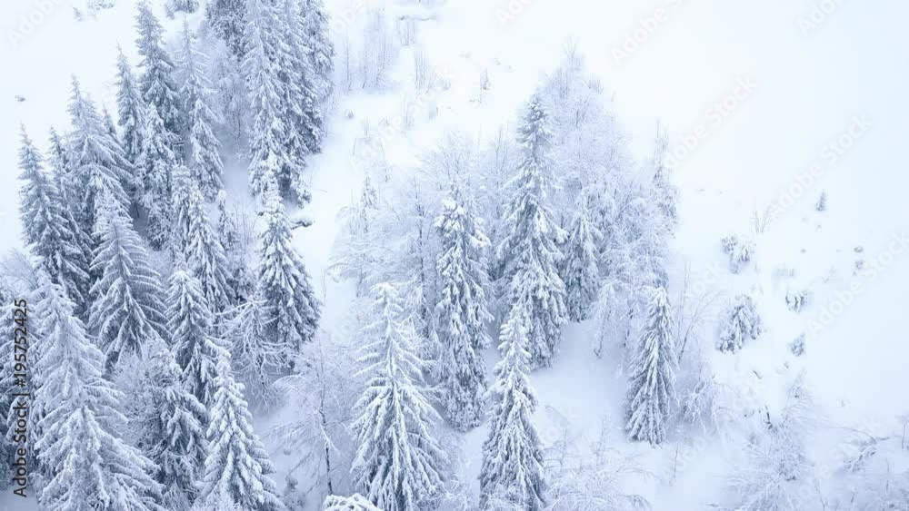 Flight over snowy mountain coniferous forest. Clear frosty weather Flight over snowy mountain coniferous forest. Clear frosty weather