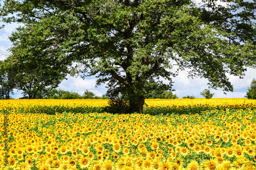 Sunflower Sunflower
