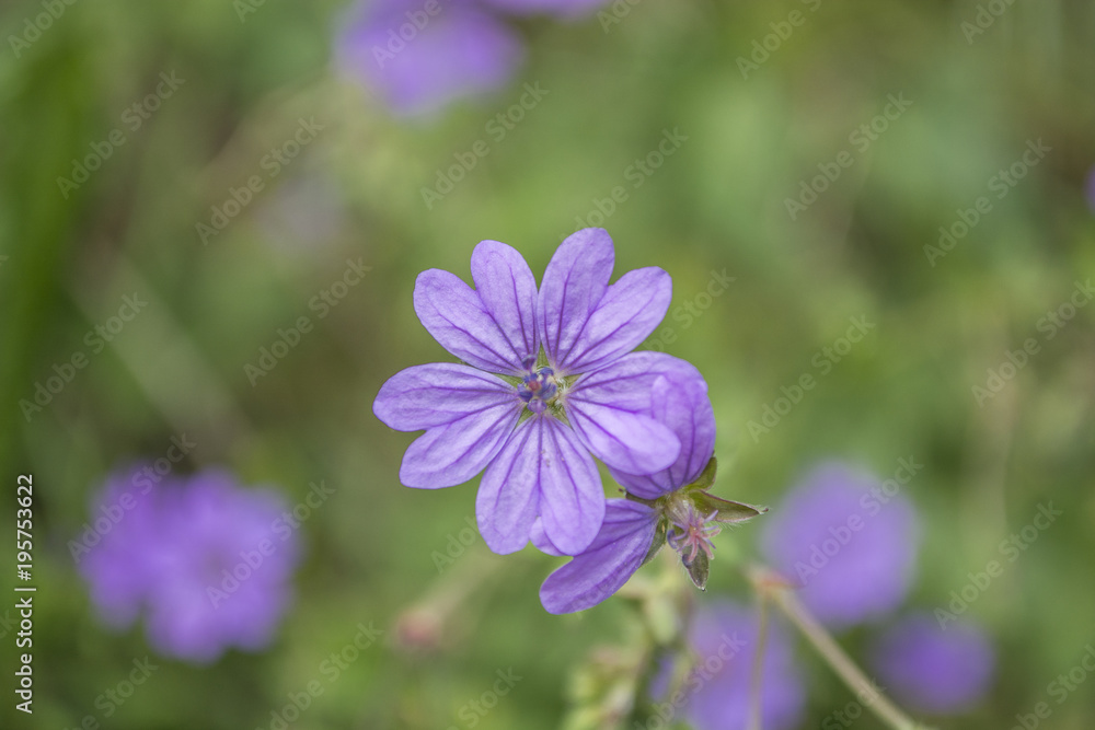 blue flower on the green field