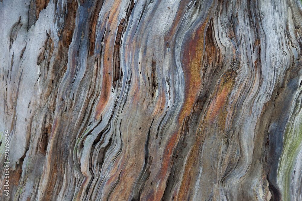 Naklejka premium Background from a natural tree