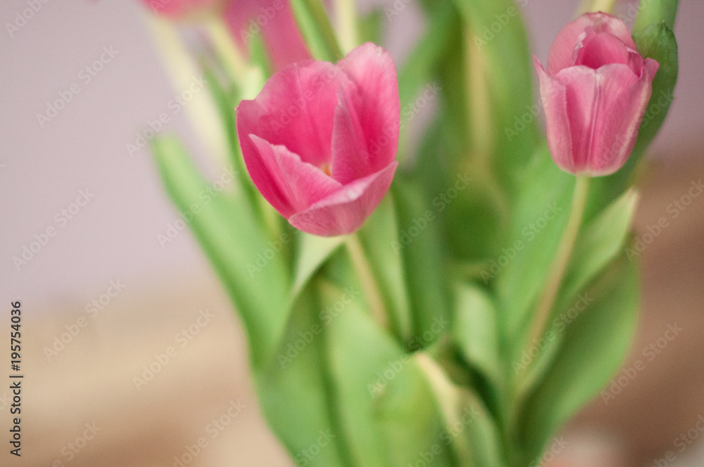 Naklejka premium tulips