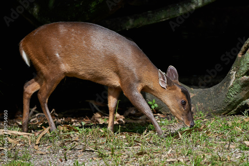 Reeves muntjac (Muntiacus reevesi) photo