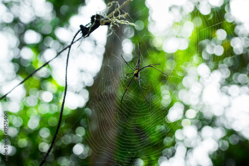 Giant spider Nephila pilipes from South Cambodia siting on the web. Beautiful green bokeh in the background.  photo