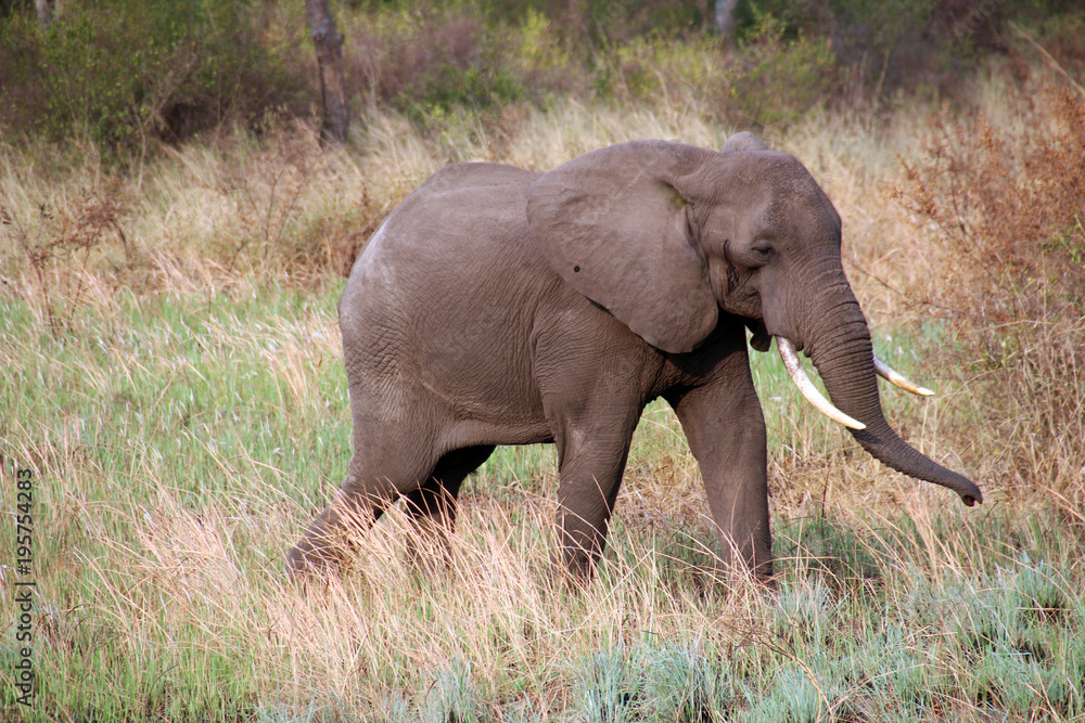 Wilde Elefanten in Afrika Uganda