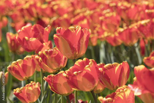 Orange Tulips in a Mass Planting