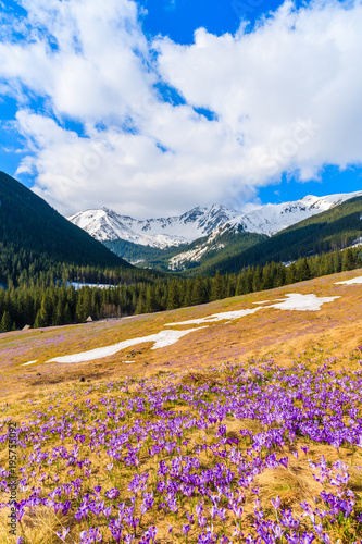 Purple crocus flowers blooming in Chocholowska valley during spring season, T...