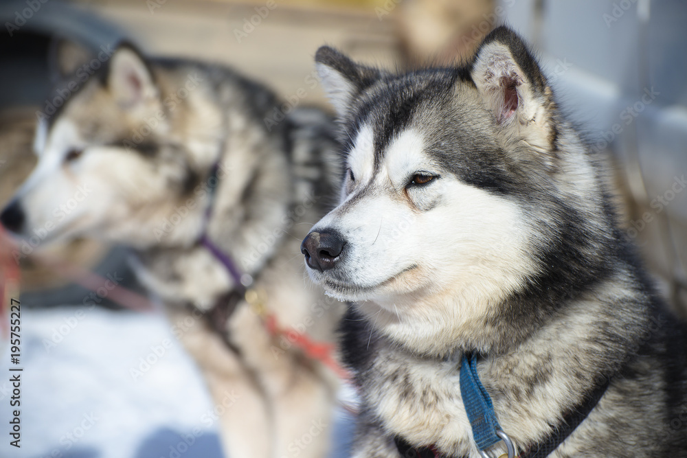 Dog from a sled harness with a shallow depth of field