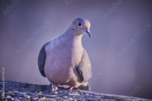 morning dove eating