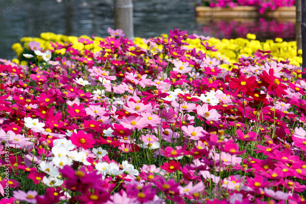 Beautiful cosmos flowers in the garden.