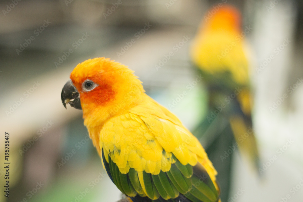 Obraz premium true parrots