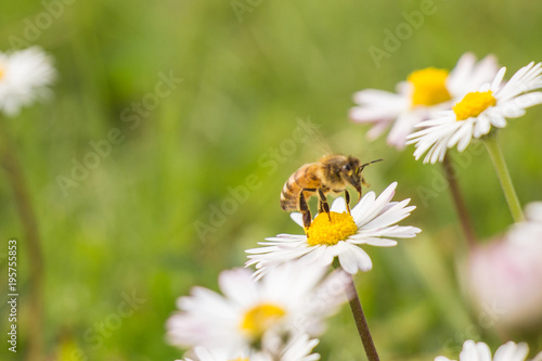 Ape su fiore © Marco