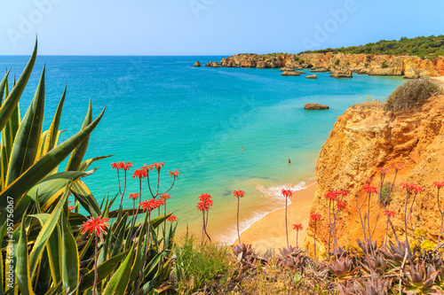 Green agave plants on cliff and view of sea with beach, Algarve, Portugal
