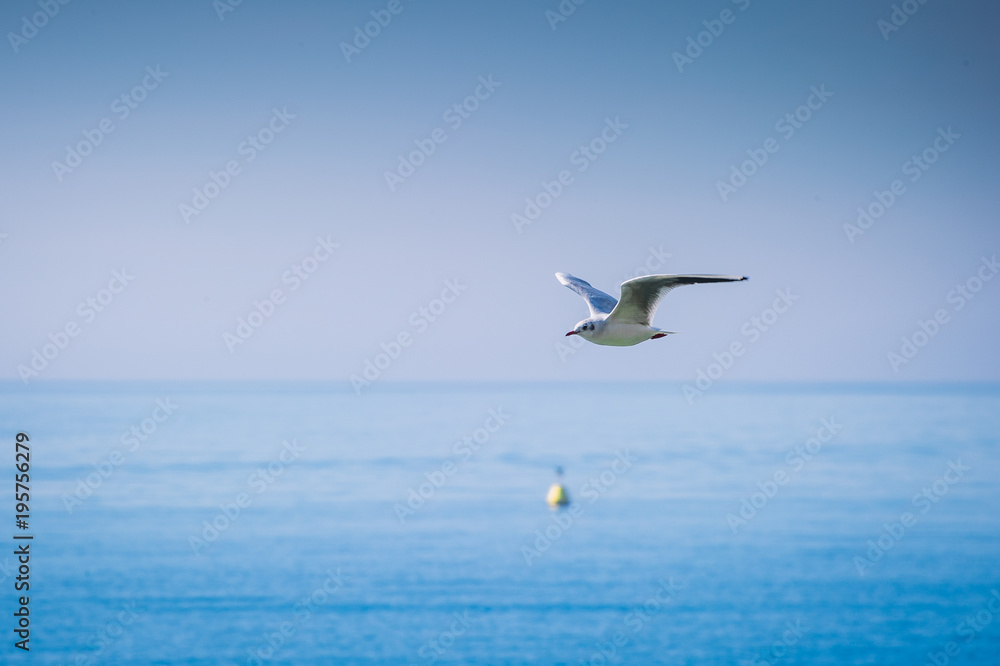 Gabbiano in volo