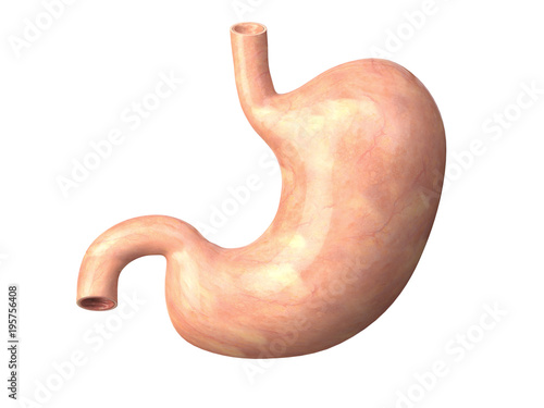 Human  stomach isolated on white background. Anatomy. photo