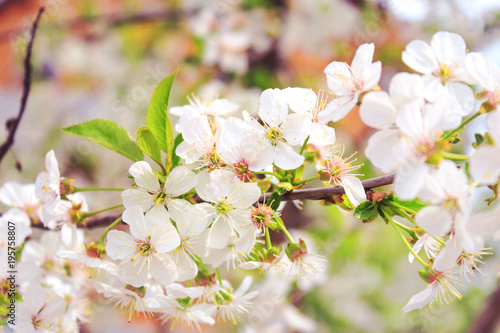 Blooming tree of cherry or apple blossoms