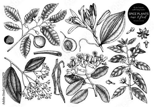 Vector collection of tonic and spicy plants. Hand drawn spices illustrations . Vintage set of aromatic elements. Sketched flowers, leaves, seeds, fruits, nuts, beans.