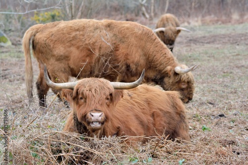 Vaches de la race "Highland Cattle"