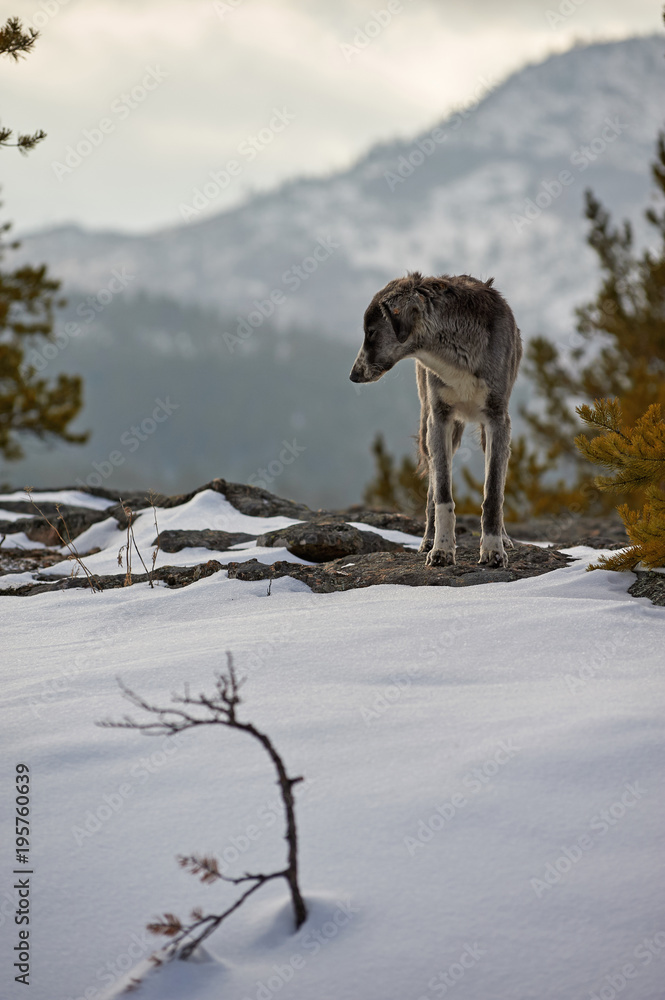 The Tazy, or the Central Asian greyhound, or the Kazakh greyhound, or the Turkmen greyhound, are a breed of hunting dogs. The Tazy, or the Central Asian greyhound, or the Kazakh greyhound, or the Turkmen greyhound, are a breed of hunting dogs.