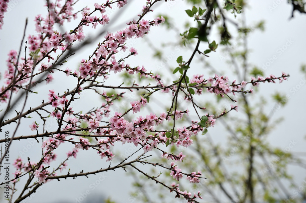 Japanese cherry, tree branch of pink blossoms. Japanese cherry, tree branch of pink blossoms.