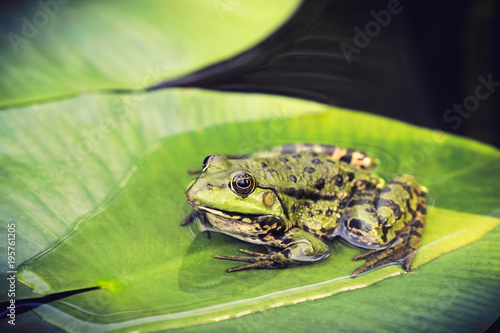  Green frog on leaf in pond