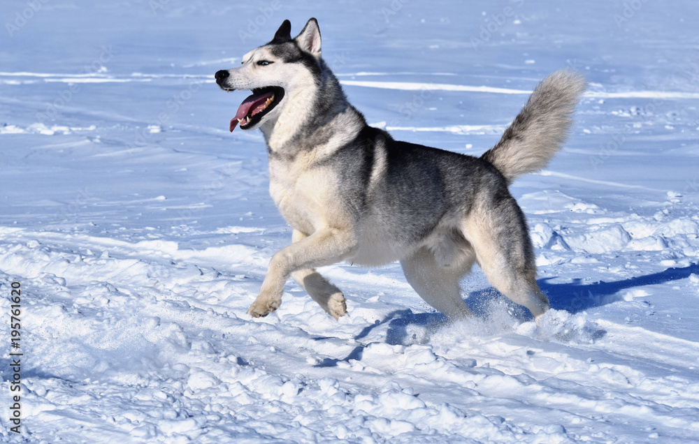 a Siberian husky breed dog runs through the snow