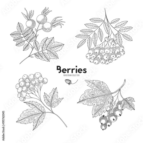 Viburnum, rowan, rosehip, currant. Berries isolated on white background. Vector illustration. Hand drawing style vintage engraving. Greenery for create the menu, recipes, decorating kitchen items.