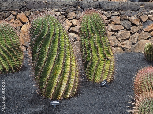 Ferocactus herrerae plants growing in black volcanic soil photo