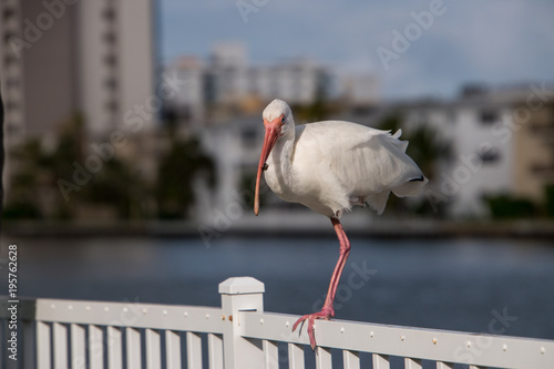 Beautiful White Ibis with blurred background photo