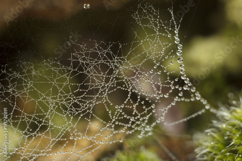 natural web design with drops of dew macro